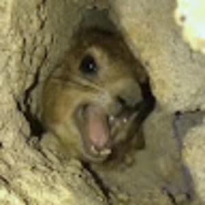 Meet your Posher, Nova coyote